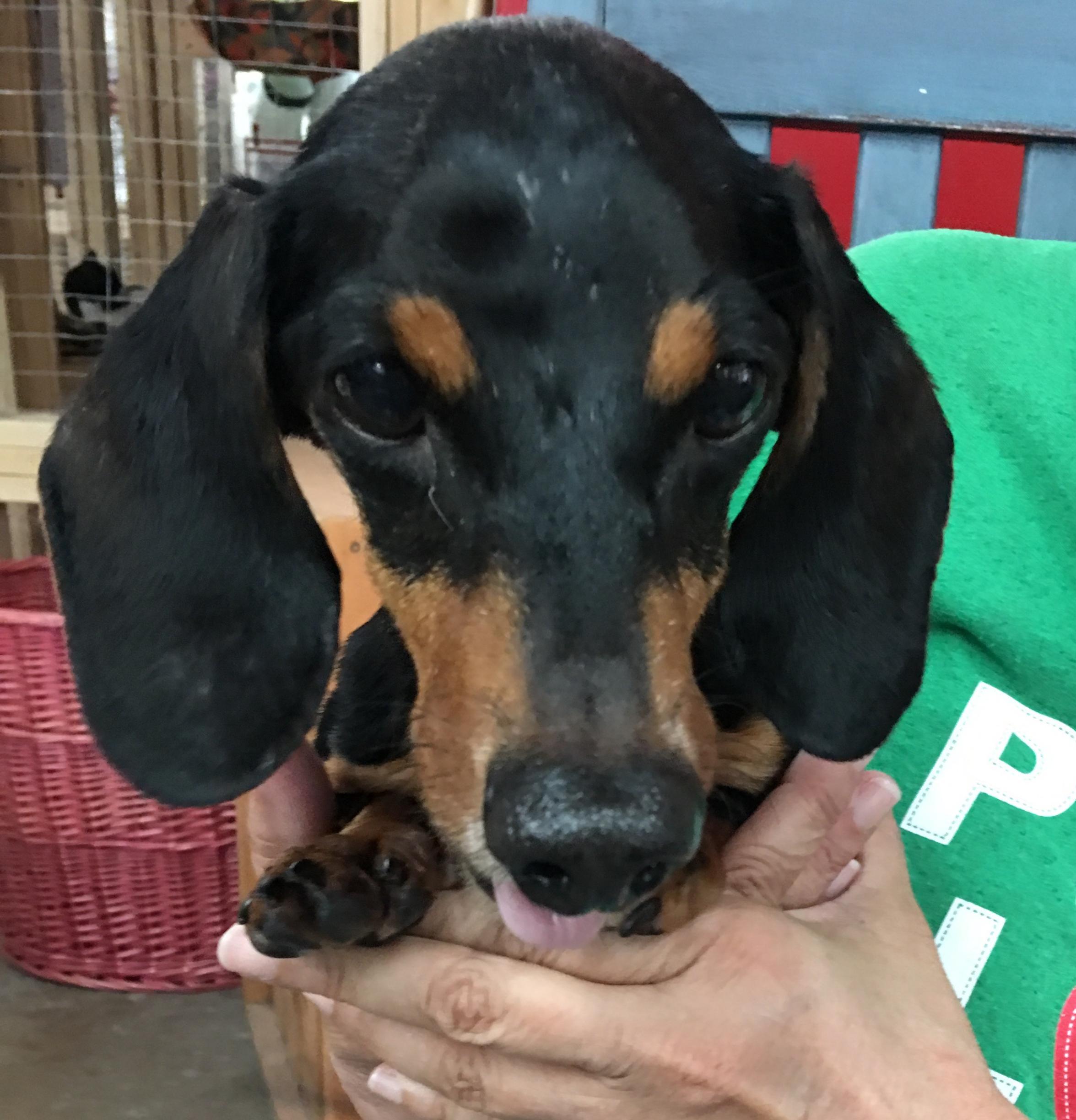 Warner robins humane society